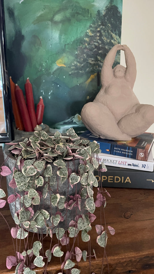 Variegated Ceropegia Woodii strings of hearts