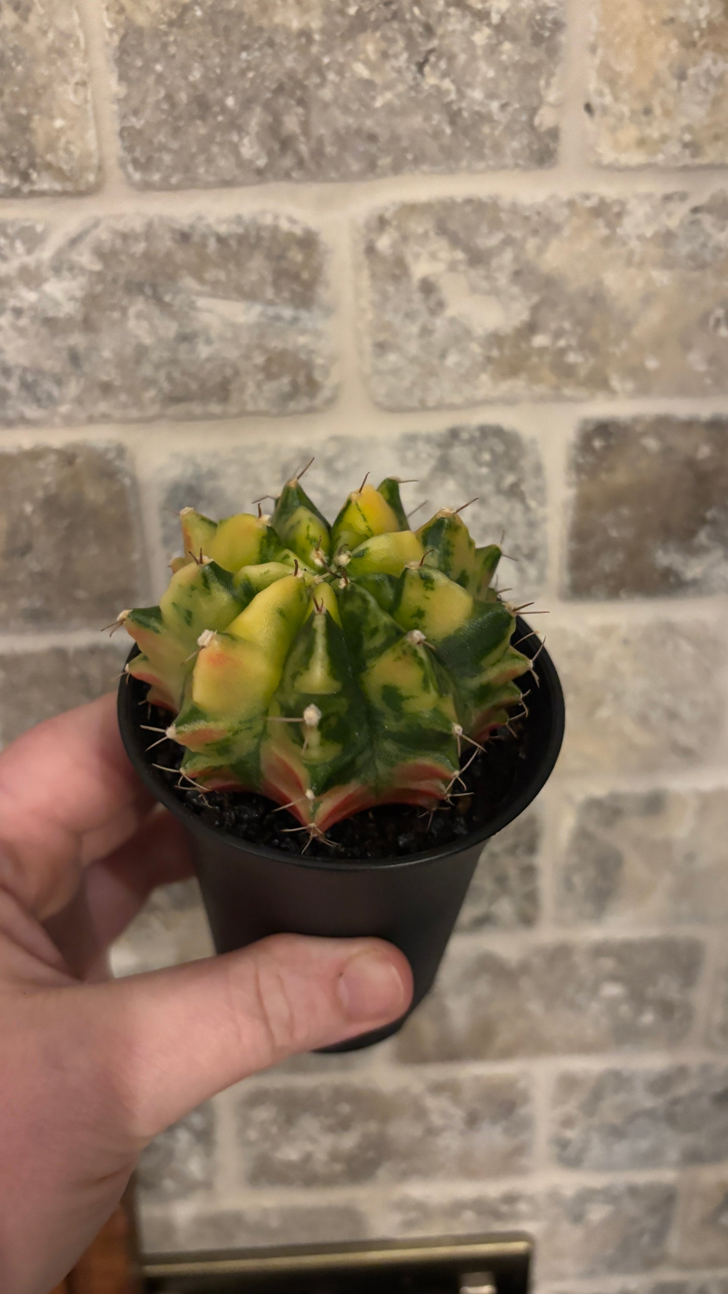 Gymnocalycium Variegated cactus