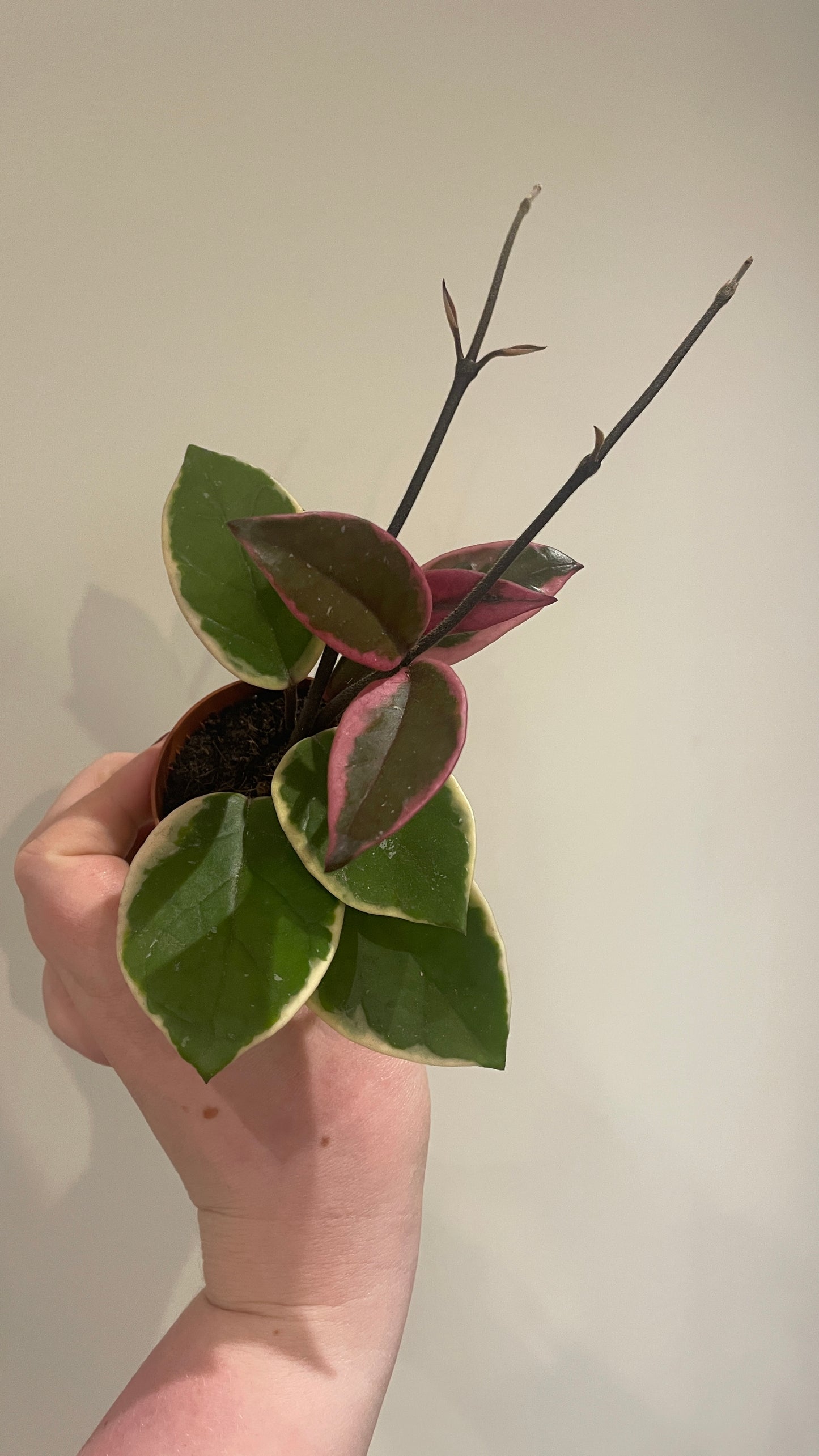 Hoya carnosa flamingo dream