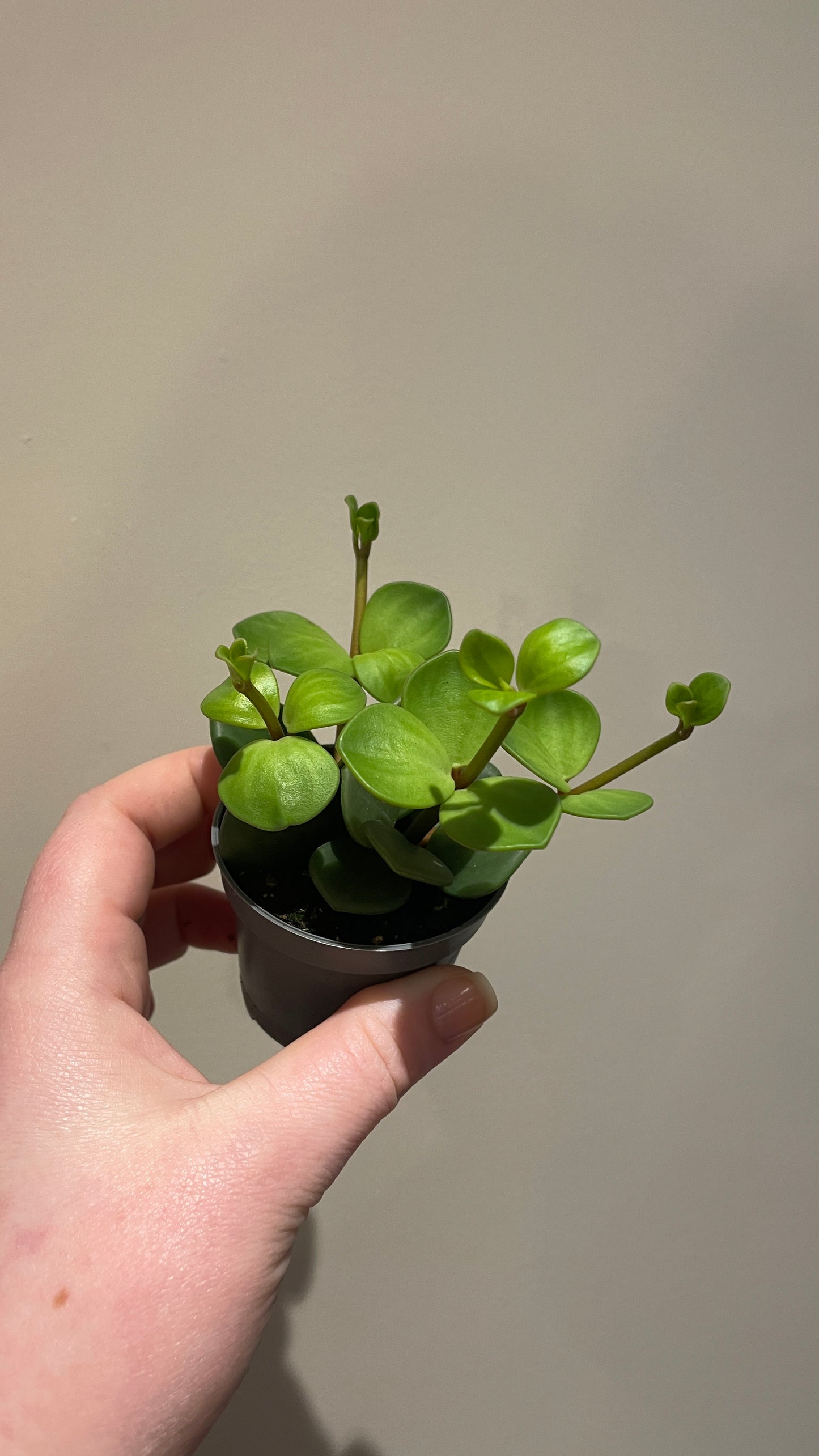 Peperomia Hope 6cm pot