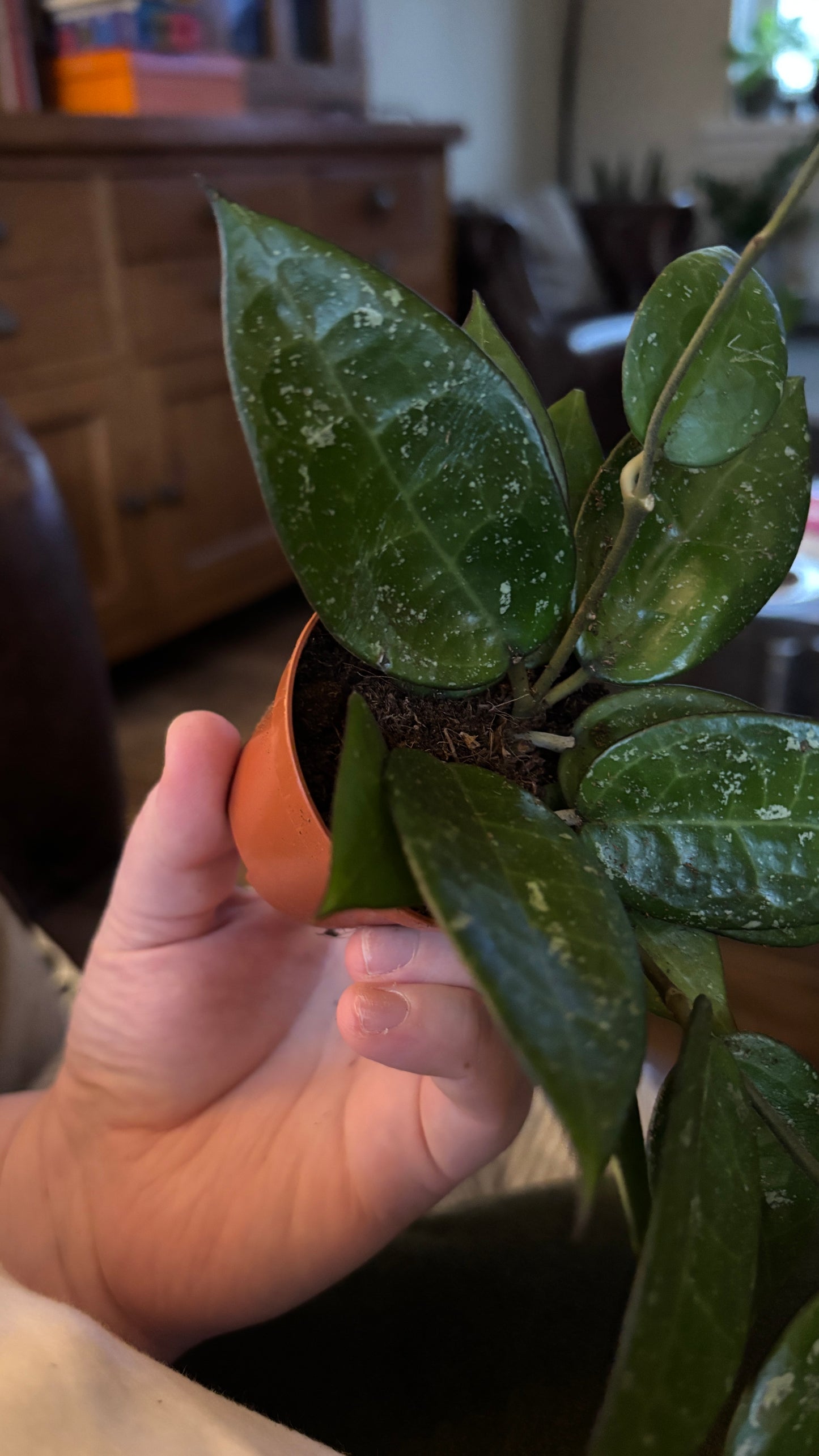 Hoya black margin splash 6cm