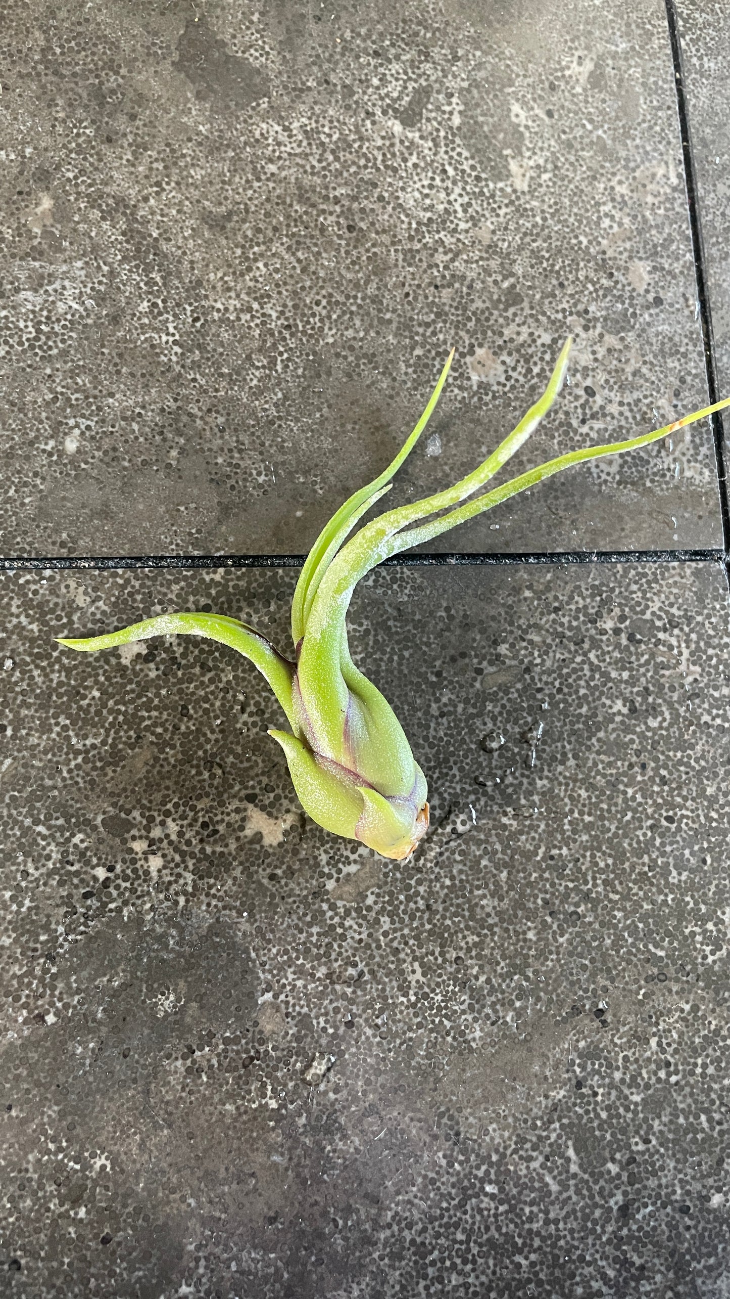 Tillandsia - Air Plant