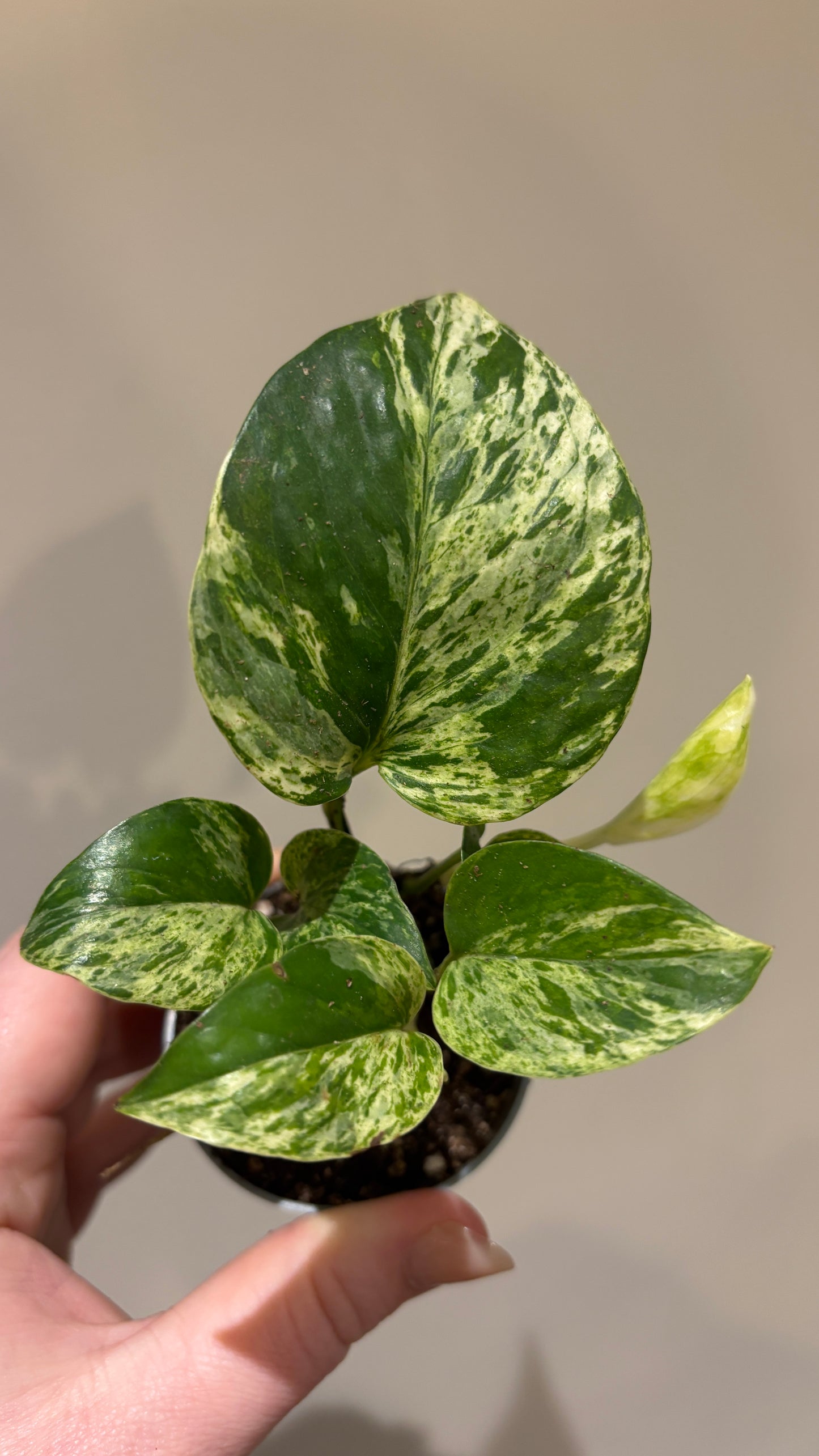 Scindapsus Marble Queen 6cm