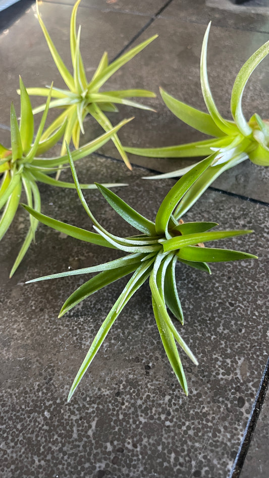Tillandsia - Air Plant