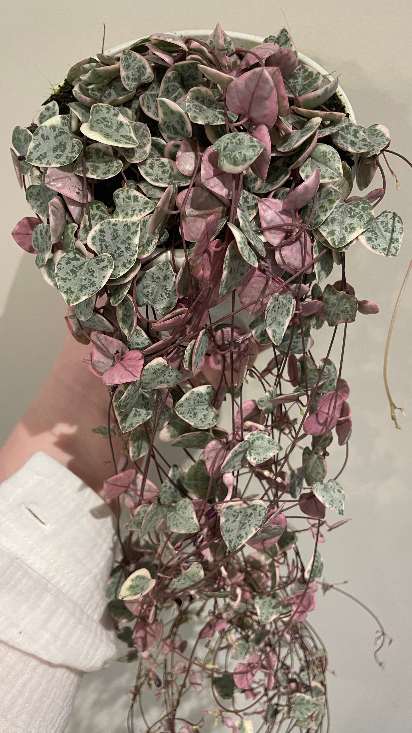 Variegated Ceropegia Woodii strings of hearts