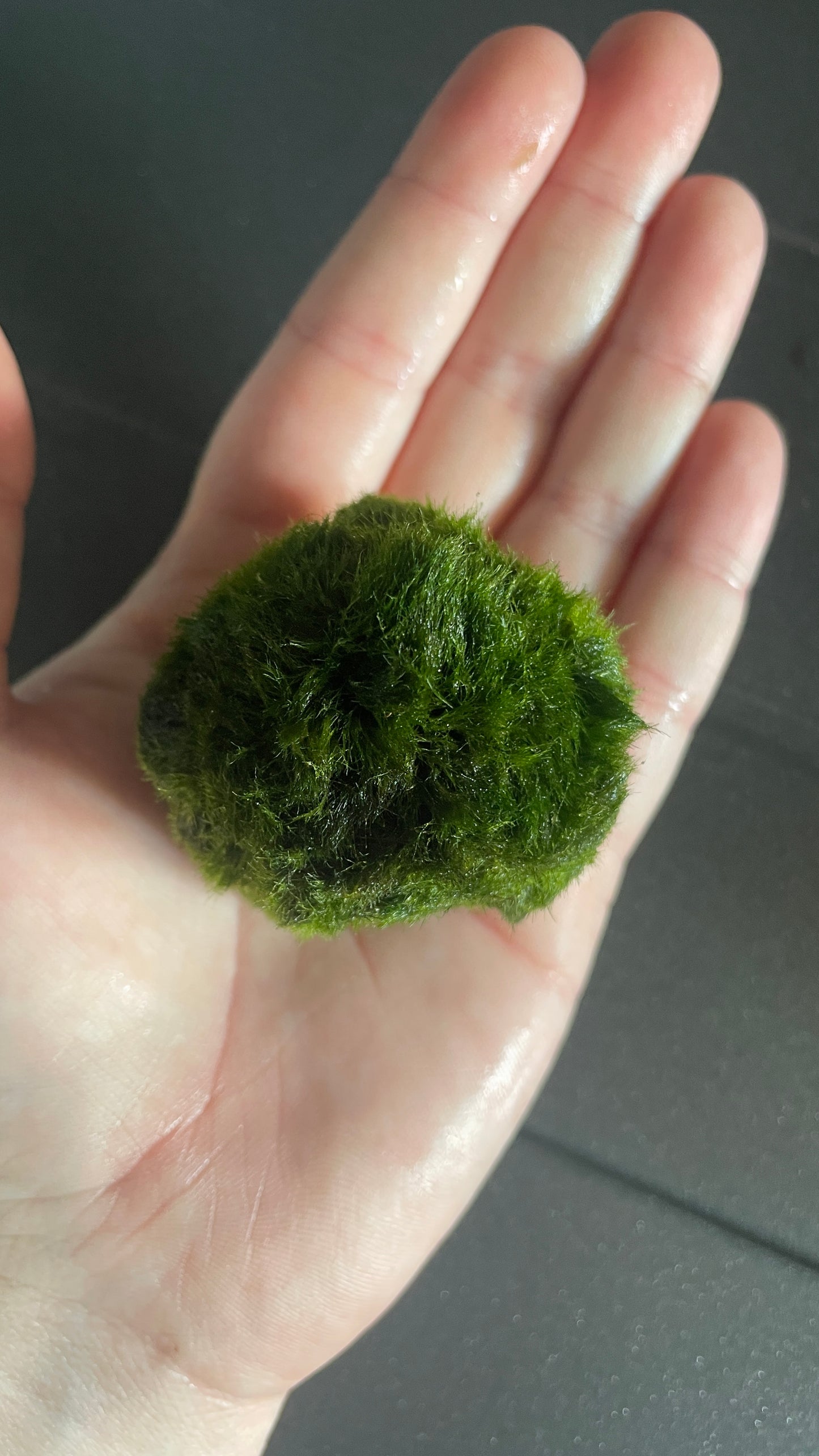 Marimo moss balls