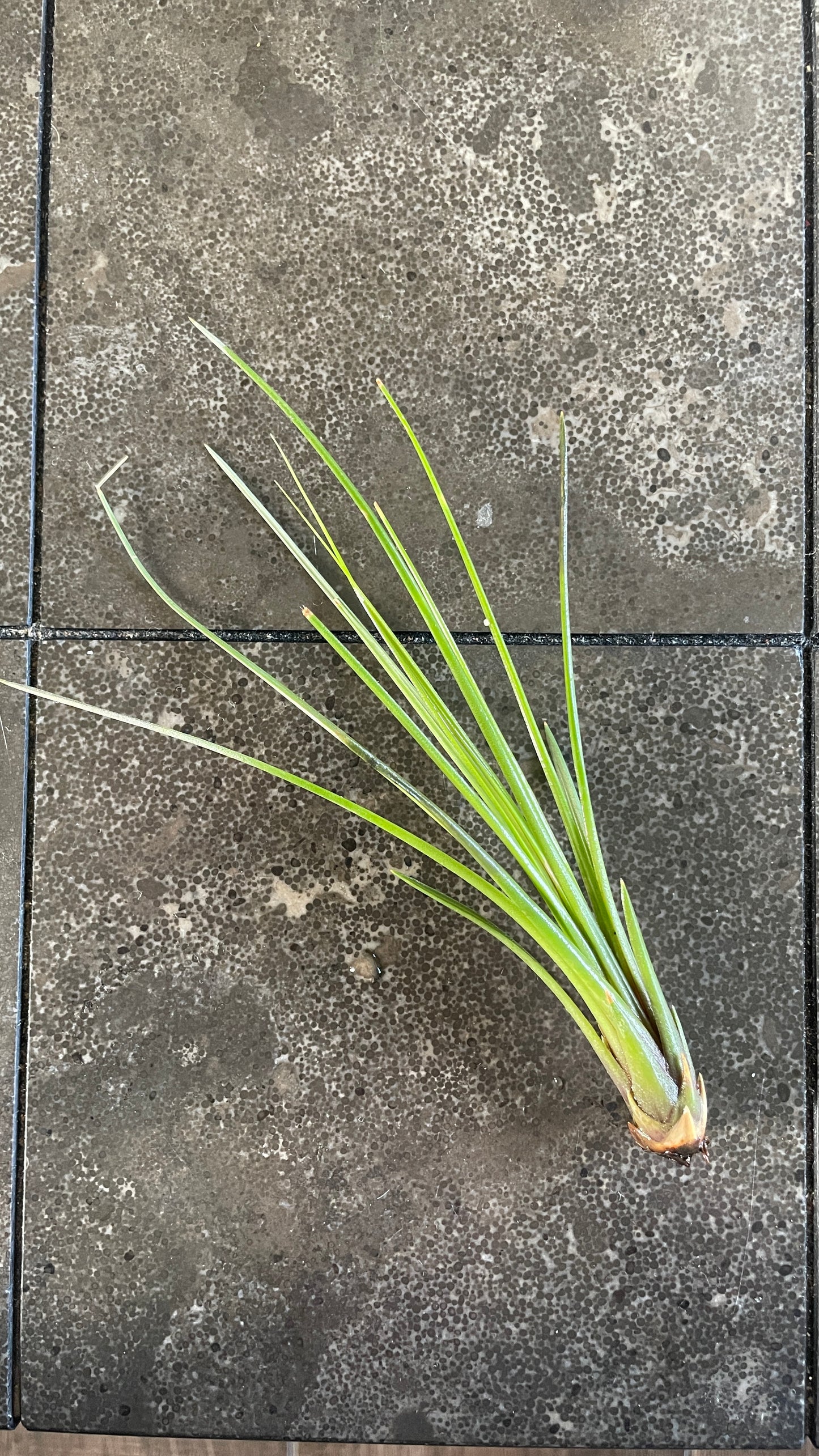 Tillandsia - Air Plant