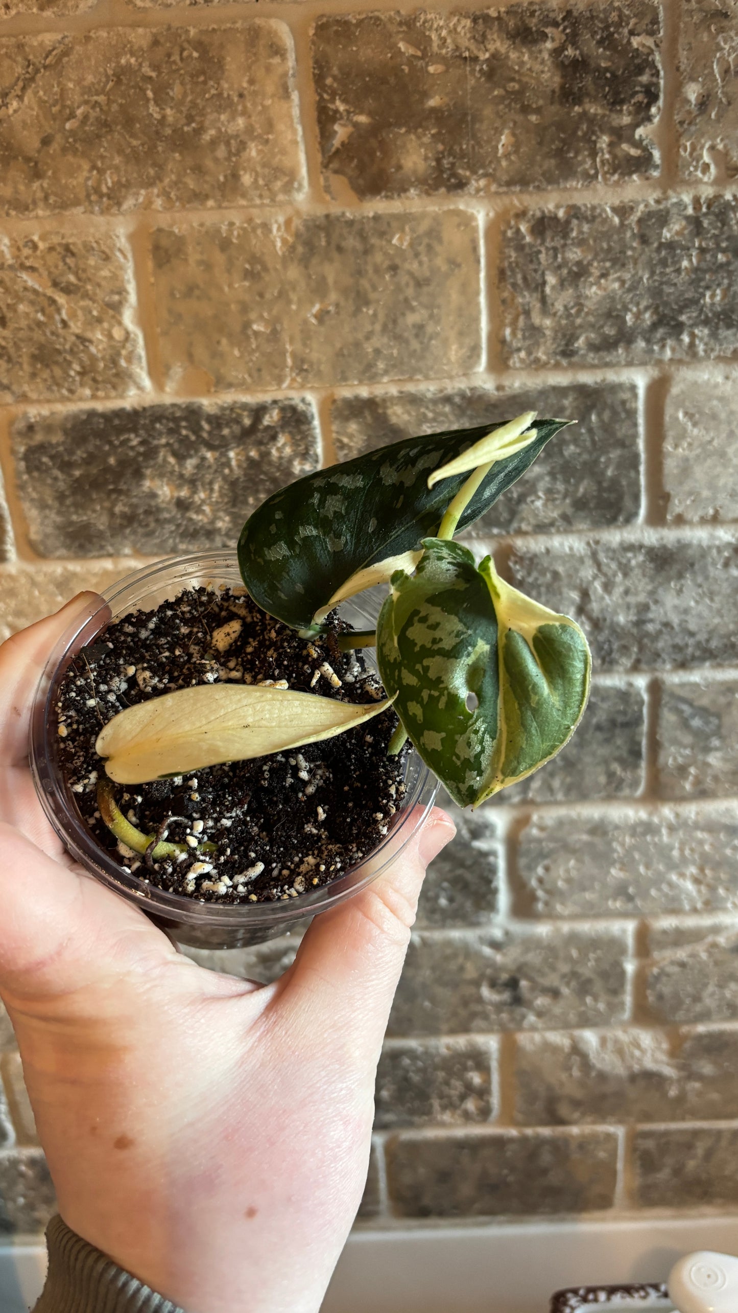 Scindapsus mayari variegated rooted plant 6cm pot