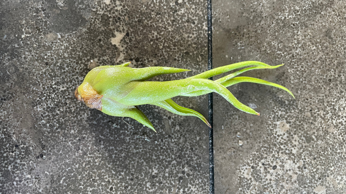 Tillandsia - Air Plant