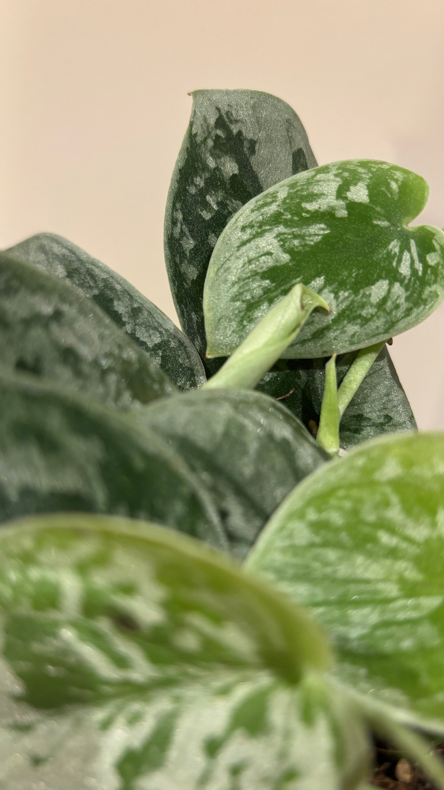 Scindapsus pictus ‘Silvery Ann’ 8cm pot