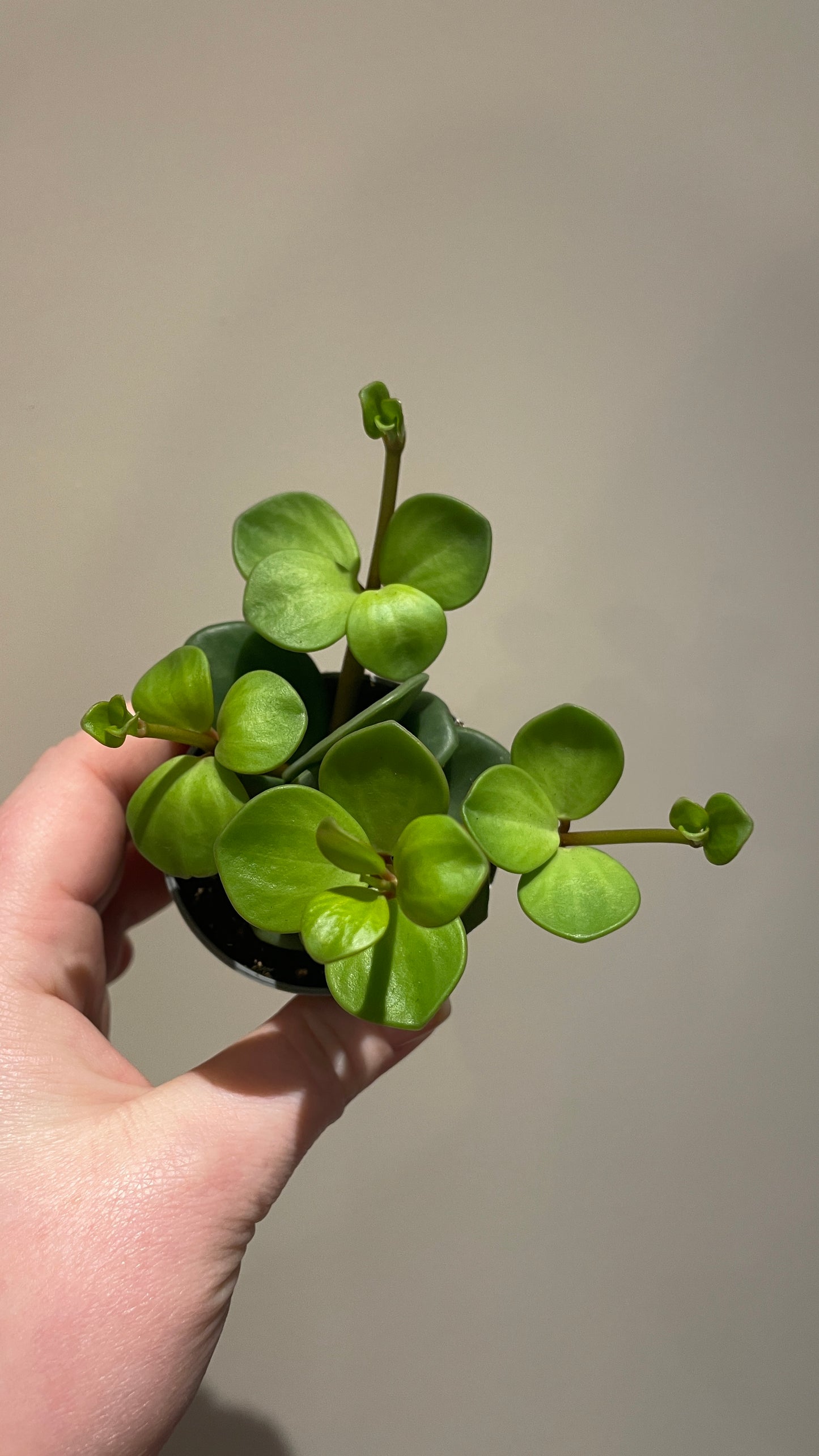 Peperomia Hope 6cm pot
