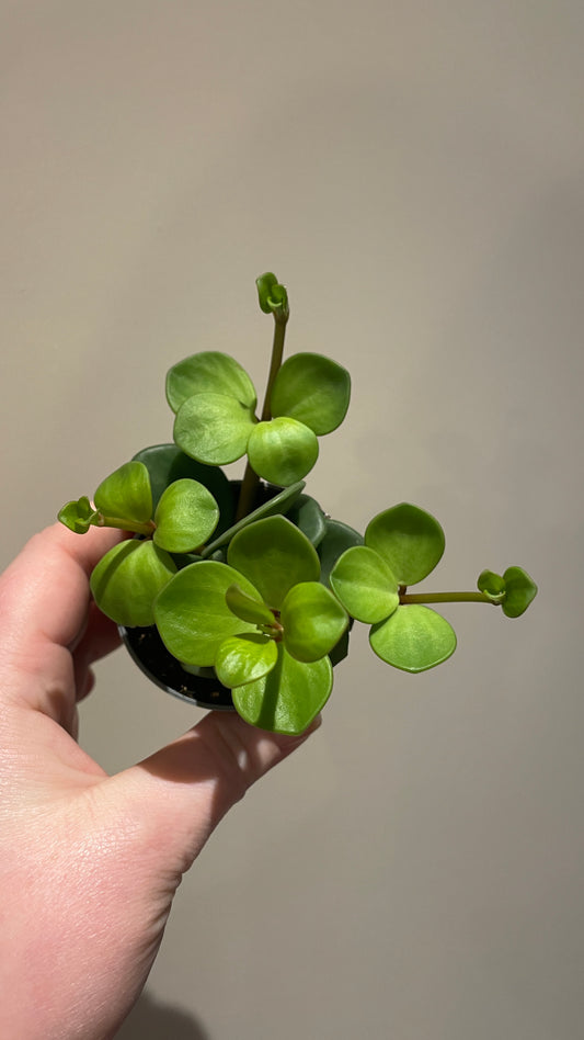 Peperomia Hope 6cm pot