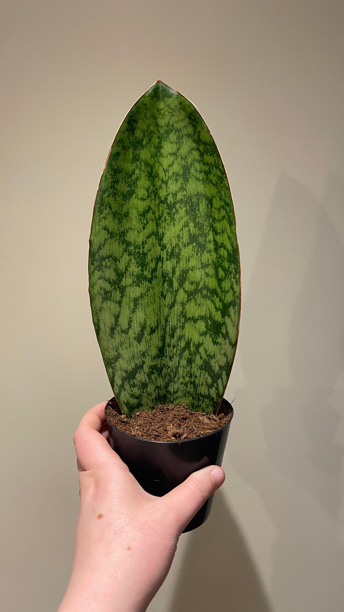Sansevieria Masoniana Whale Fin