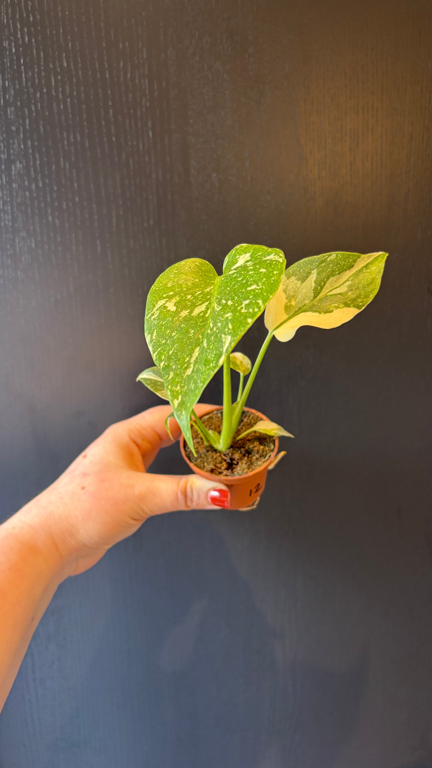 Monstera Thai Constellation 6cm pot- most ready to upgrade pot size (grab a bargain!)
