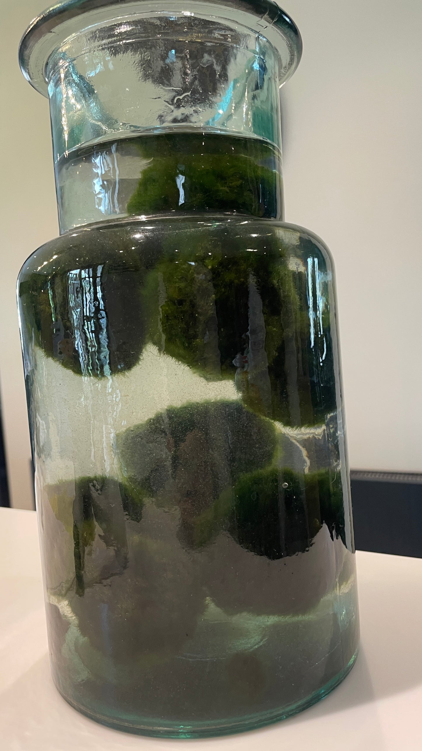 Marimo moss balls