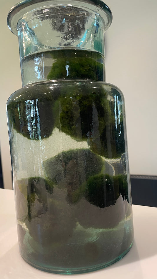 Marimo moss balls