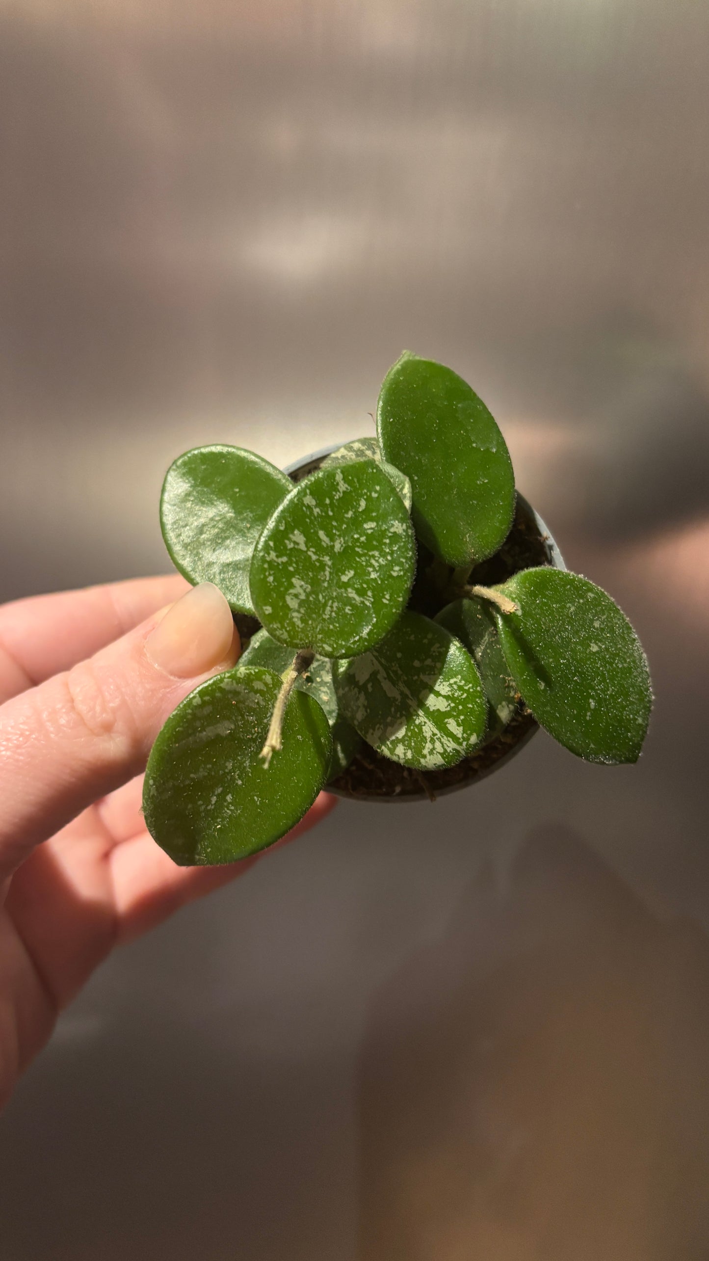 Hoya Mathilde Splash 6cm