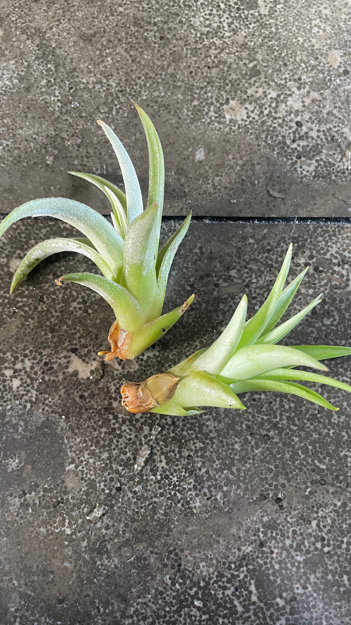 Tillandsia - Air Plant