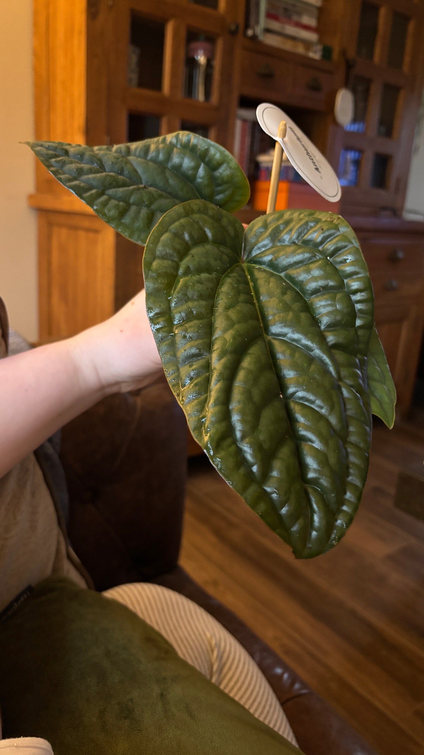 Anthurium luxurians x Radicans 12cm pot