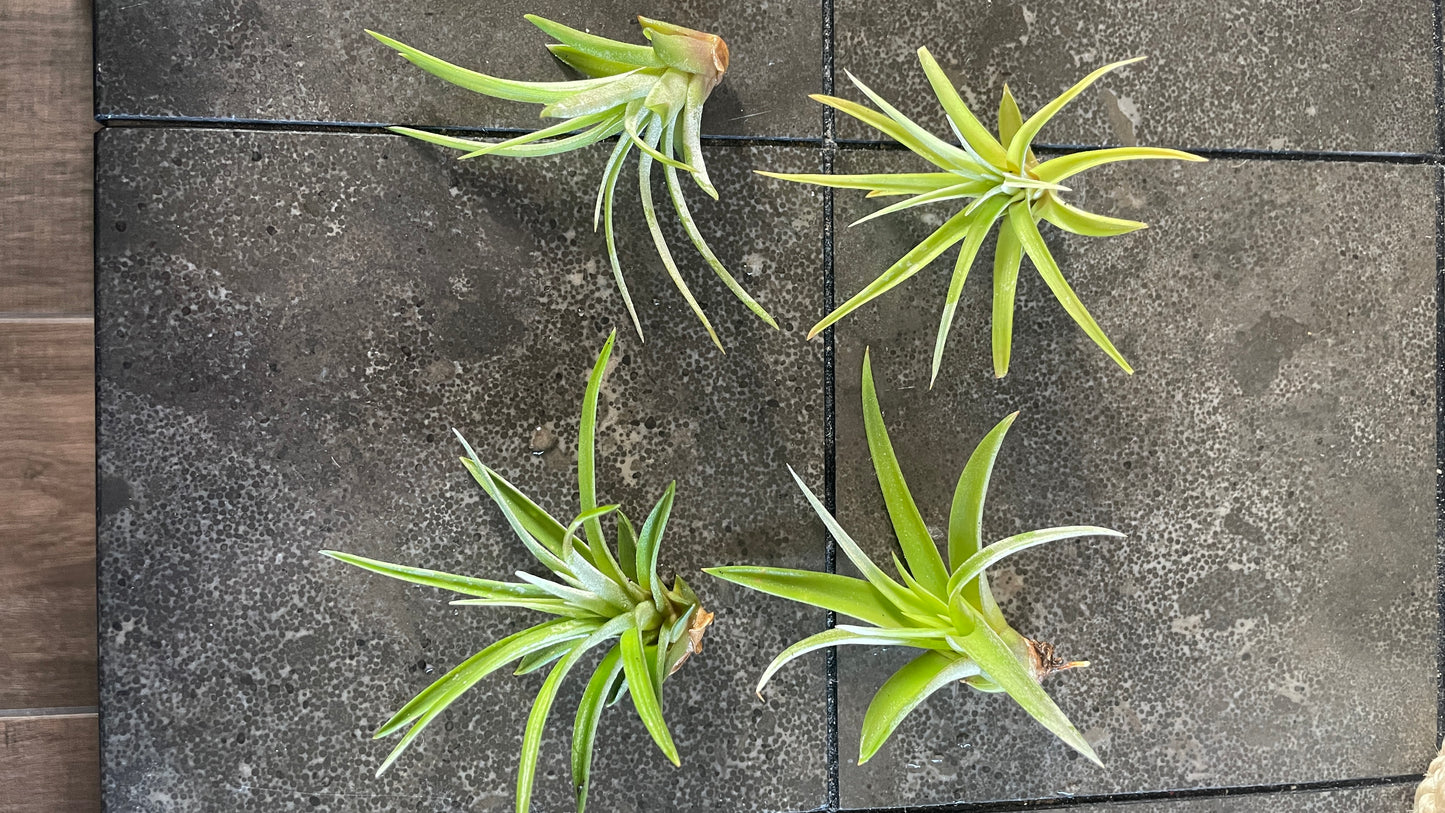 Tillandsia - Air Plant