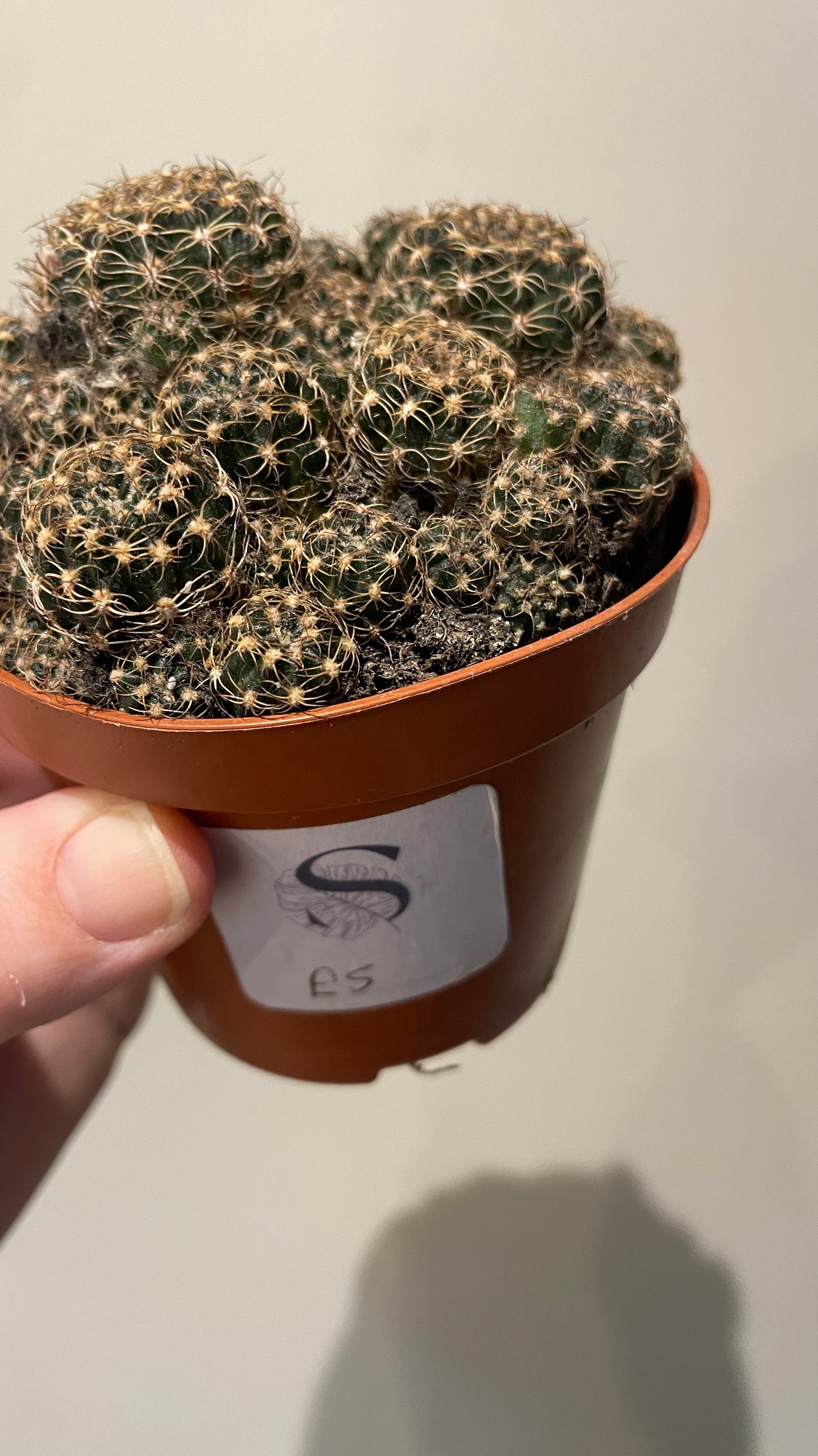 Echinopsis Ancistrophora cactus