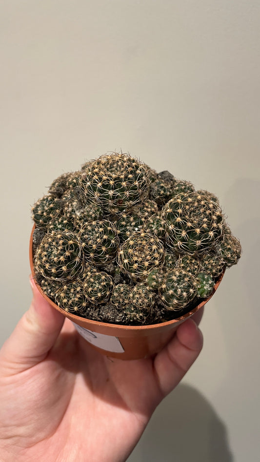 Echinopsis Ancistrophora cactus