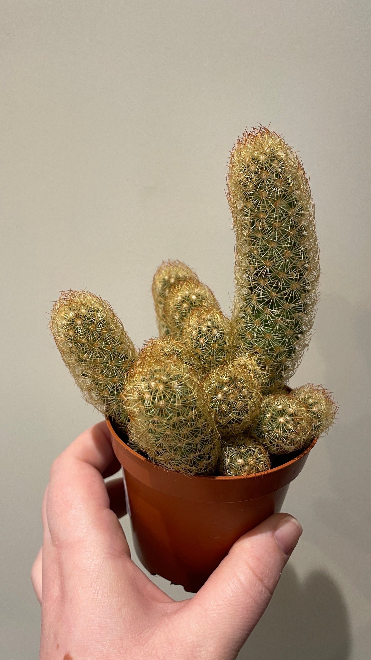 Mammillaria elongata Lady finger cactus 'Copper King'