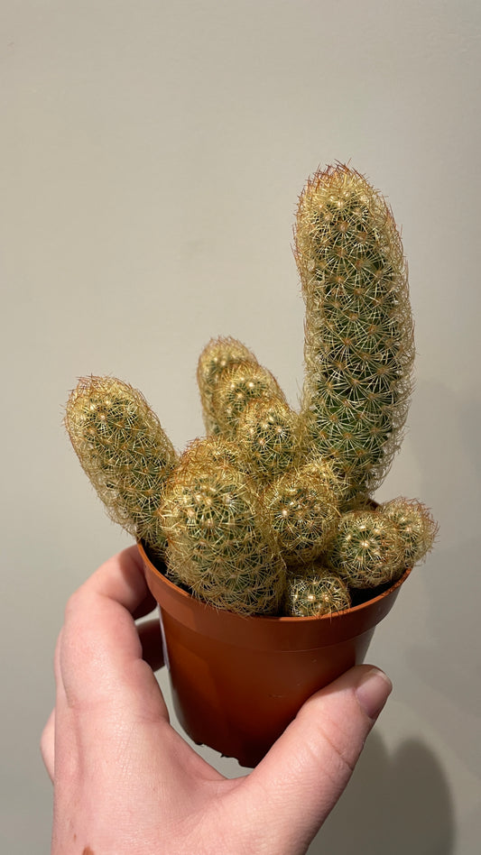 Mammillaria elongata Lady finger cactus 'Copper King'