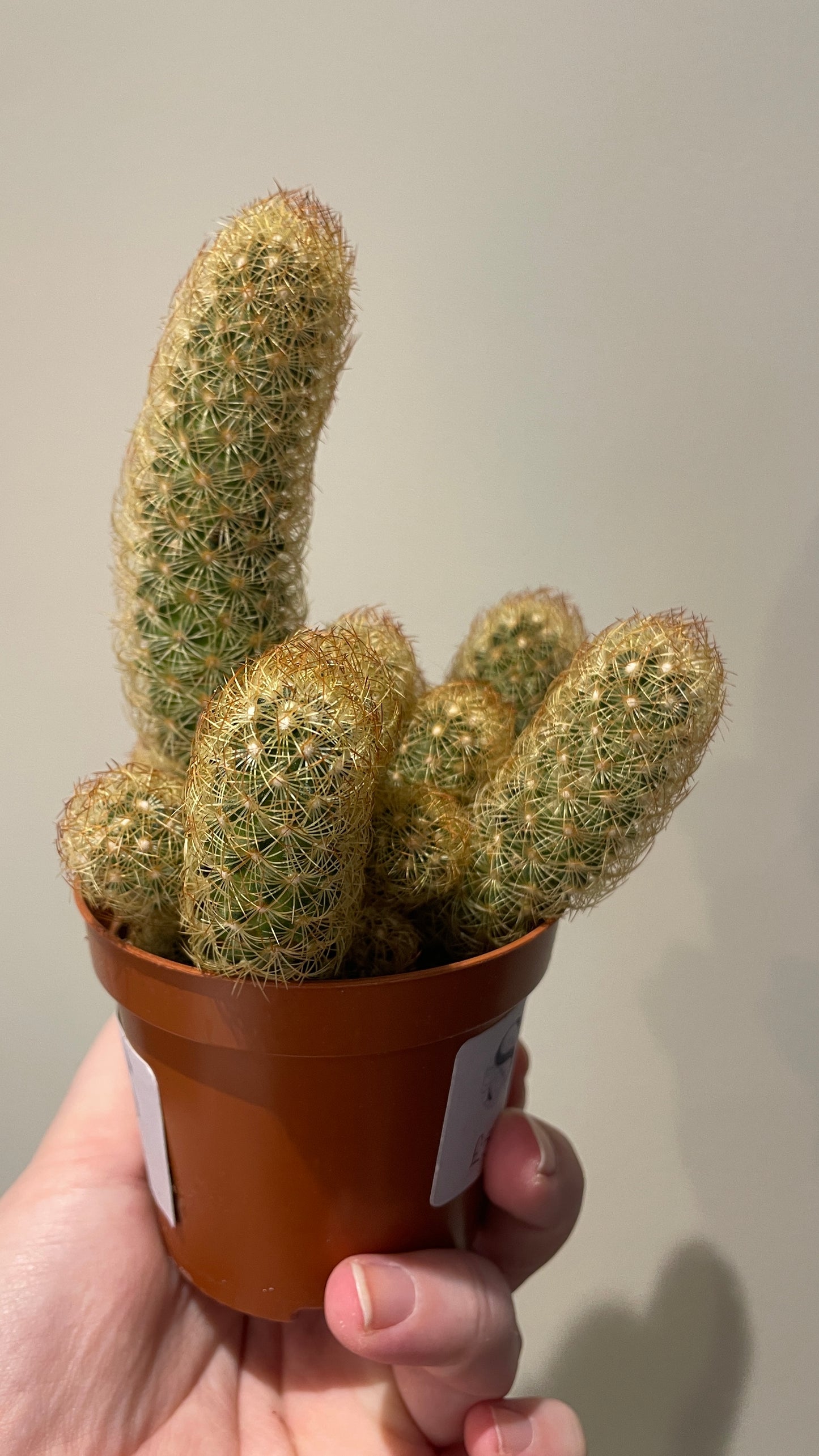 Mammillaria elongata Lady finger cactus 'Copper King'