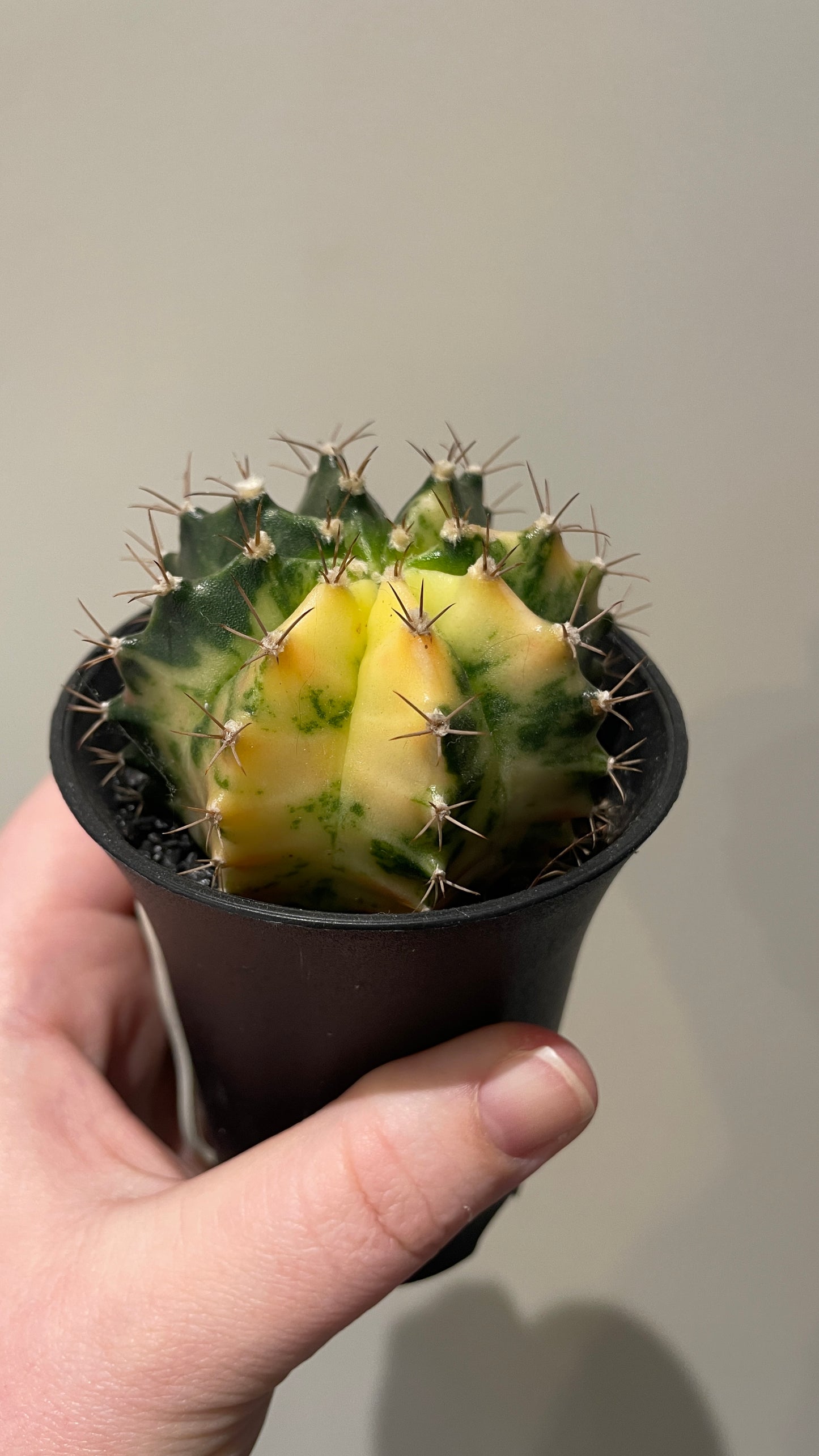 Gymnocalycium Variegated cactus