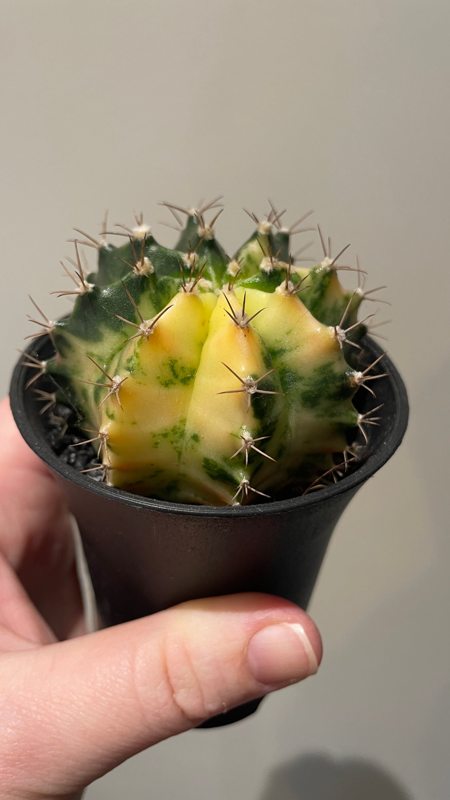 Gymnocalycium Variegated cactus