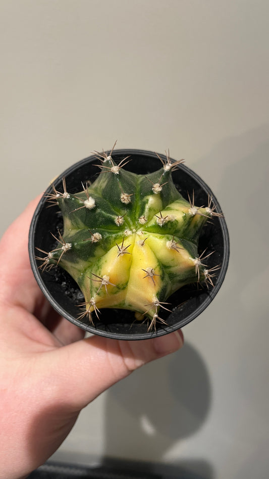 Gymnocalycium Variegated cactus