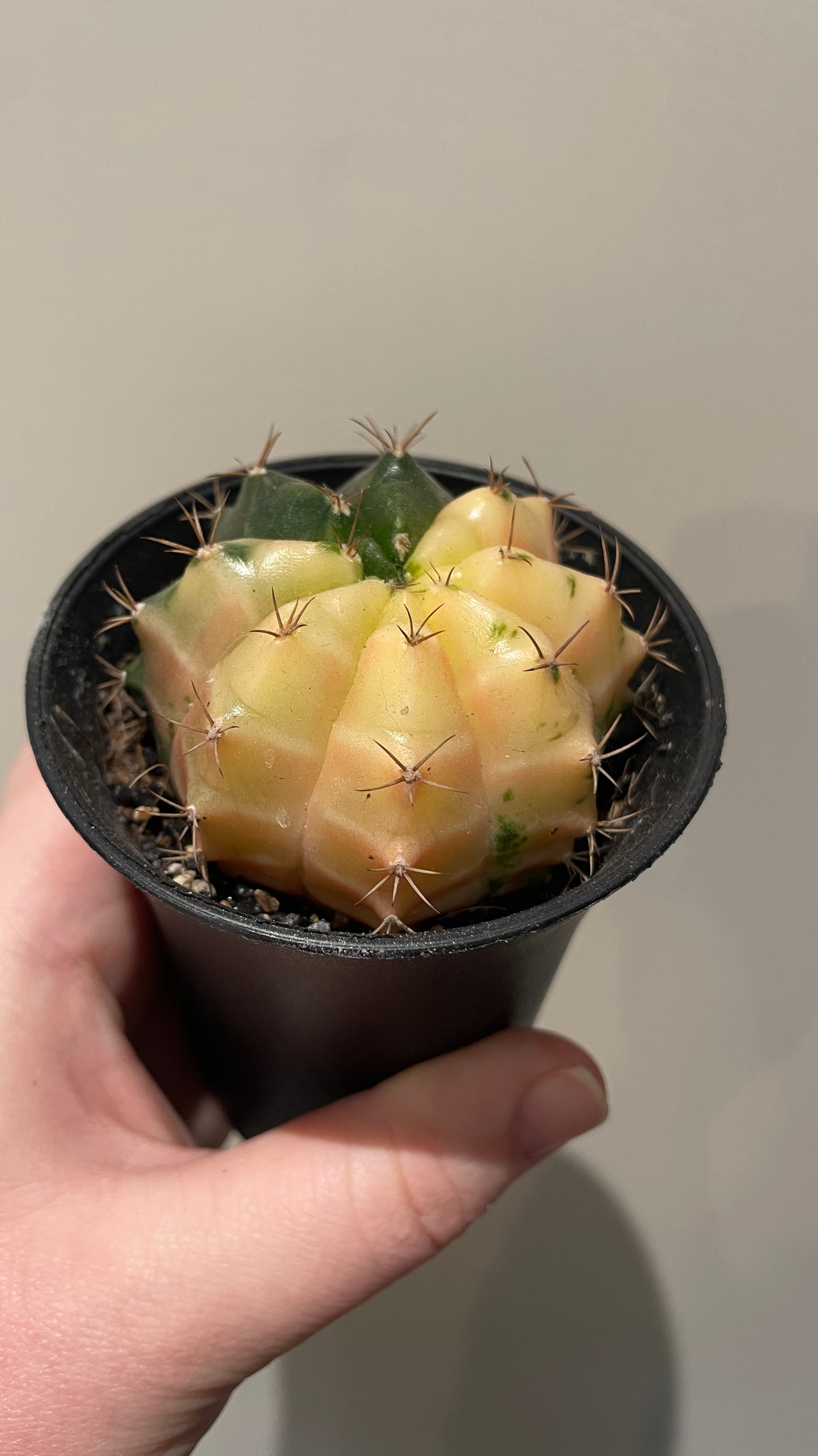 Gymnocalycium Variegated cactus