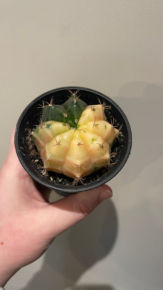 Gymnocalycium Variegated cactus
