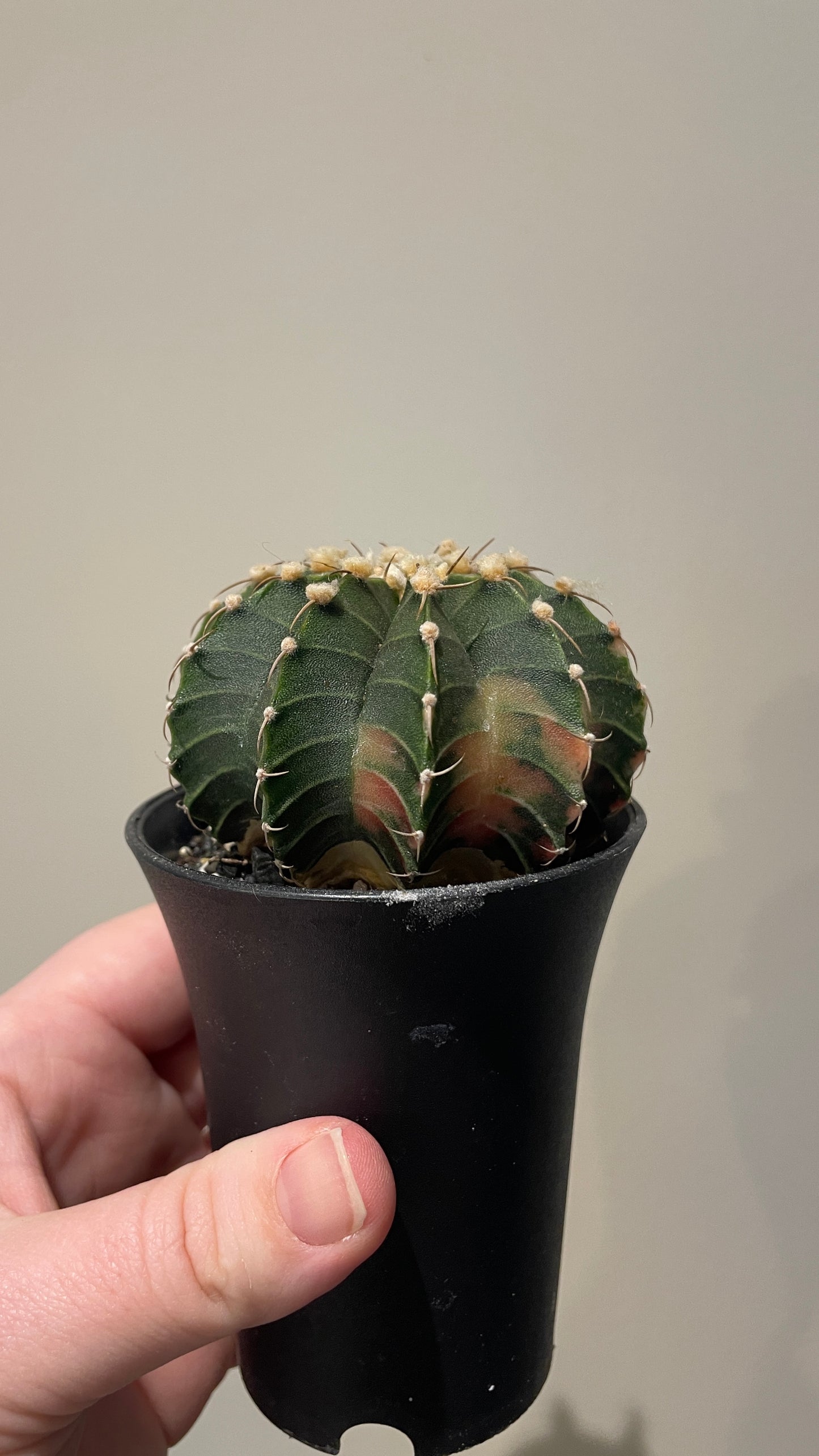 Gymnocalycium Variegated cactus