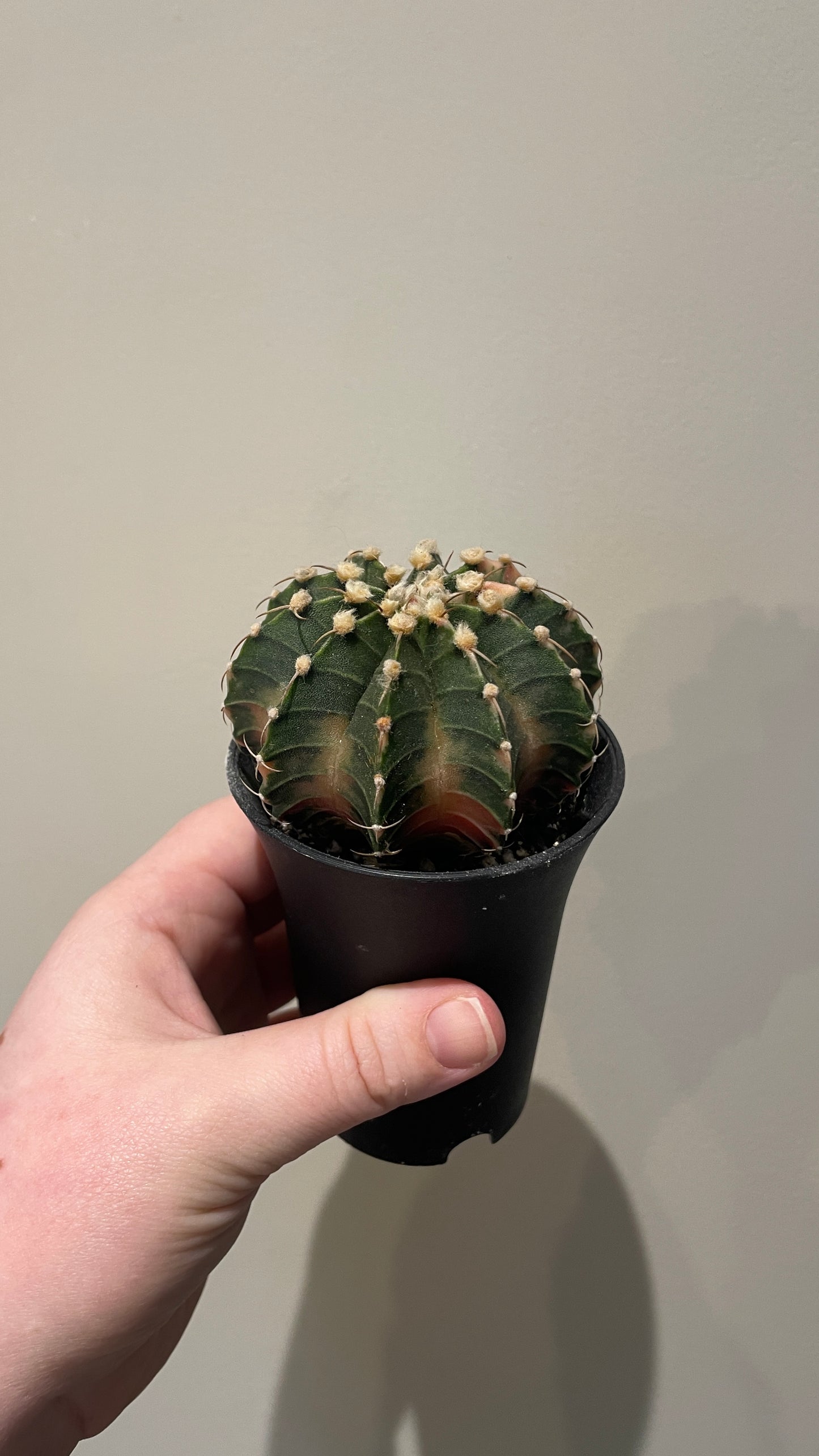 Gymnocalycium Variegated cactus