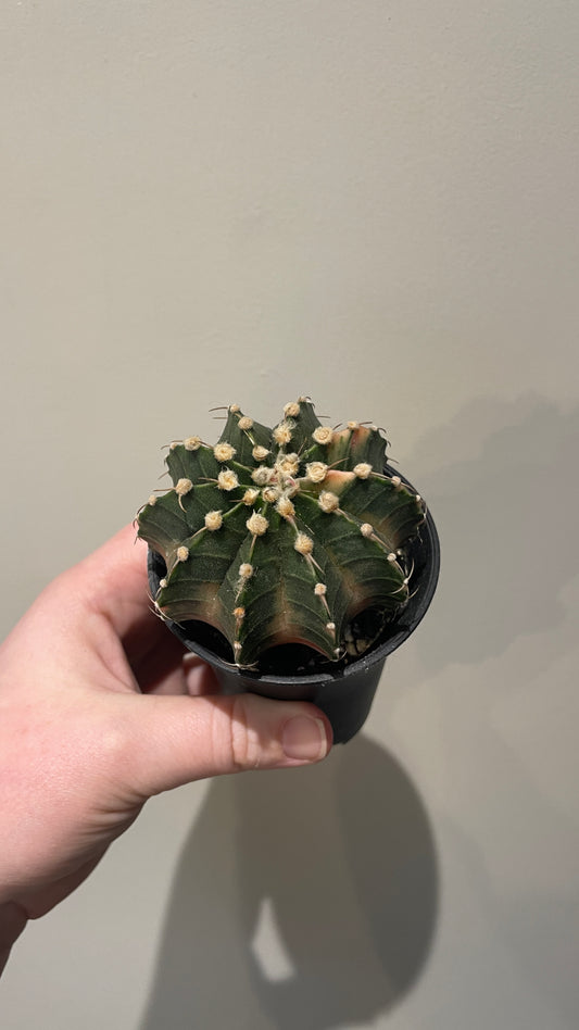 Gymnocalycium Variegated cactus