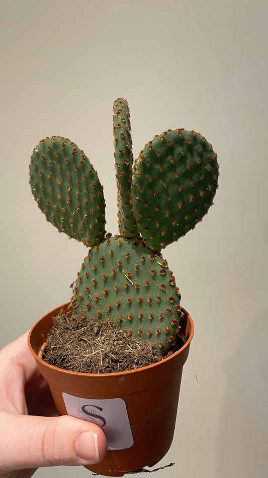 Opuntia microdasy Bunny ear cactus