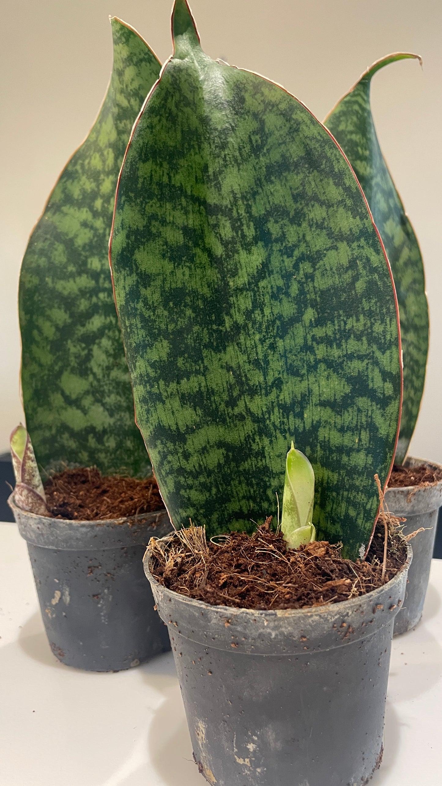 Sansevieria Masoniana Whale Fin