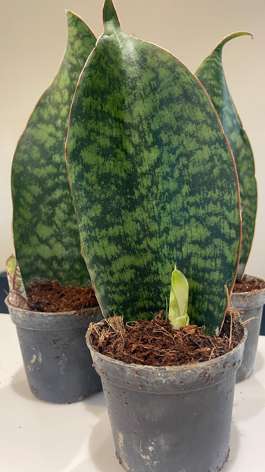 Sansevieria Masoniana Whale Fin