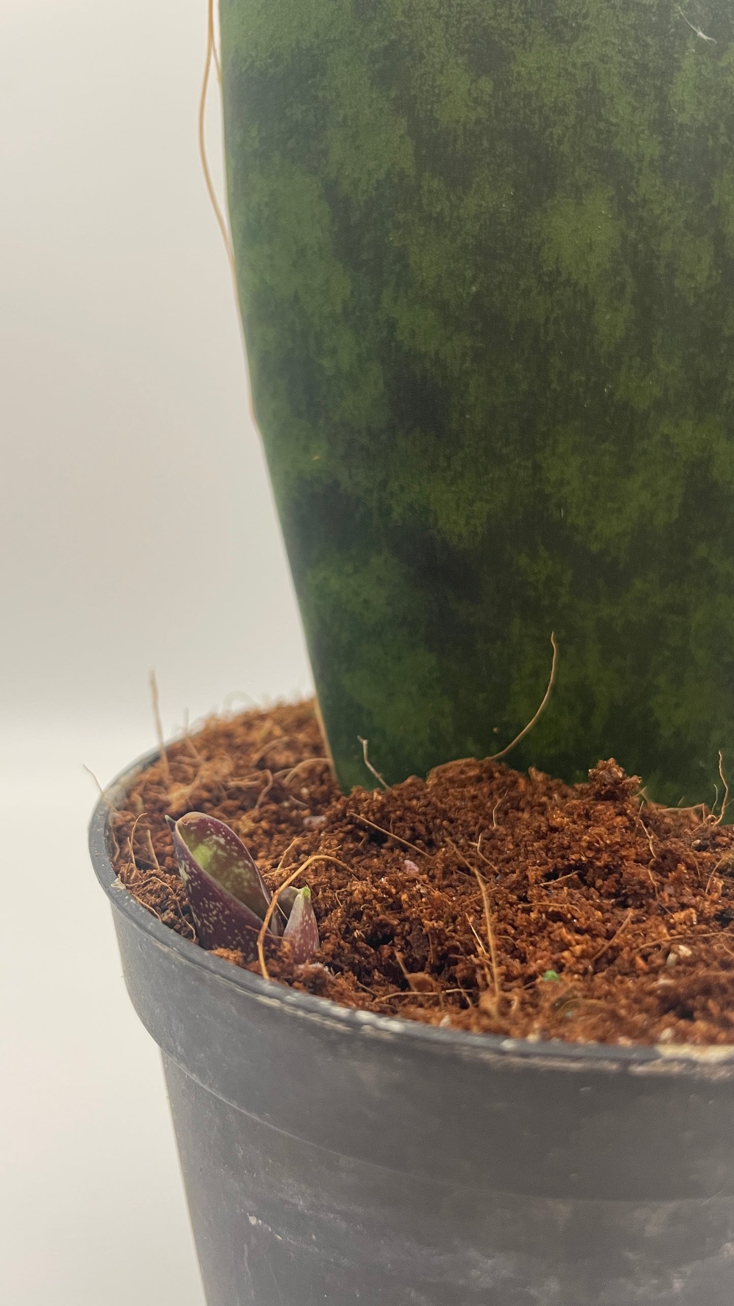 Sansevieria Masoniana Whale Fin