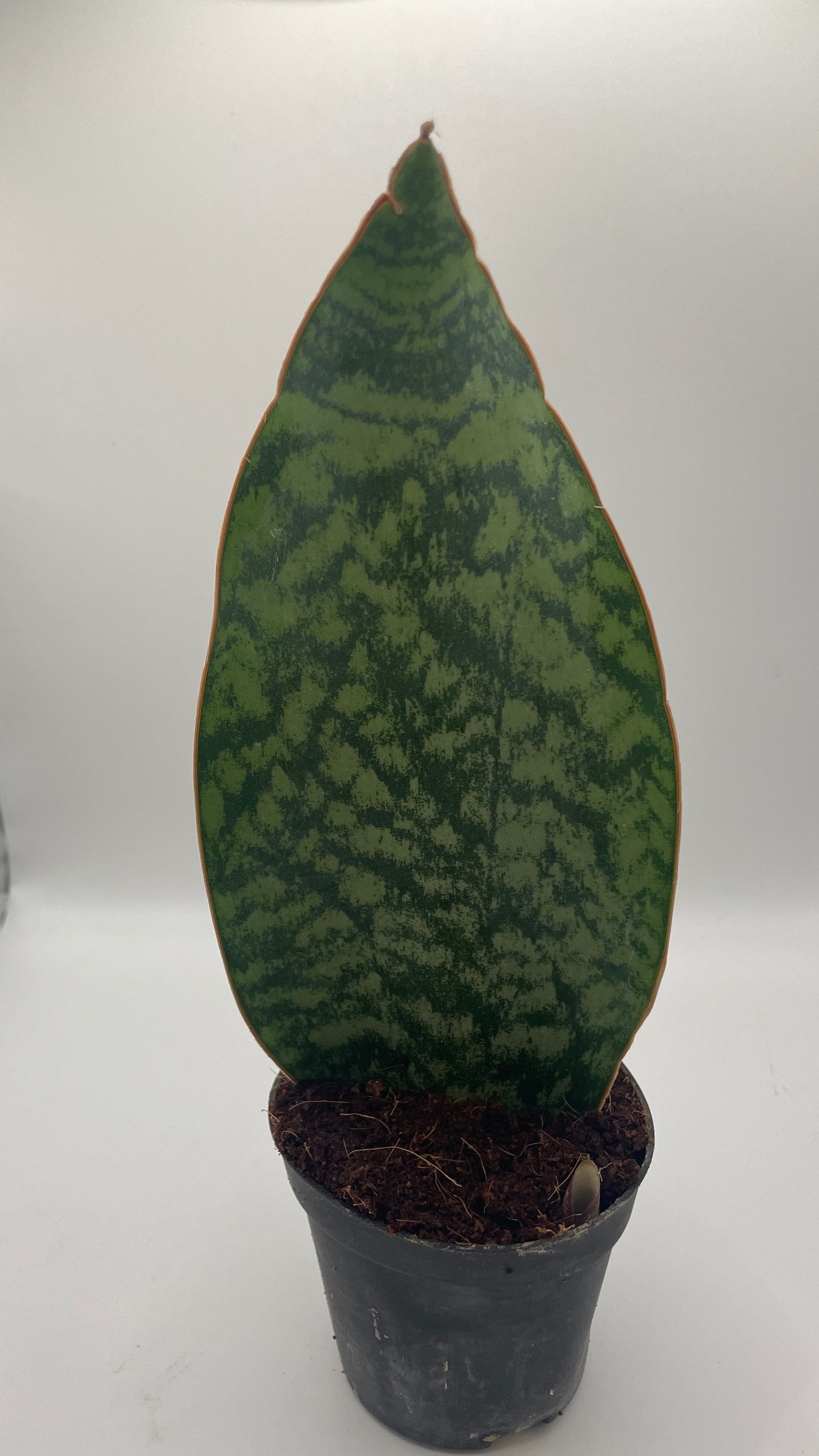 Sansevieria Masoniana Whale Fin