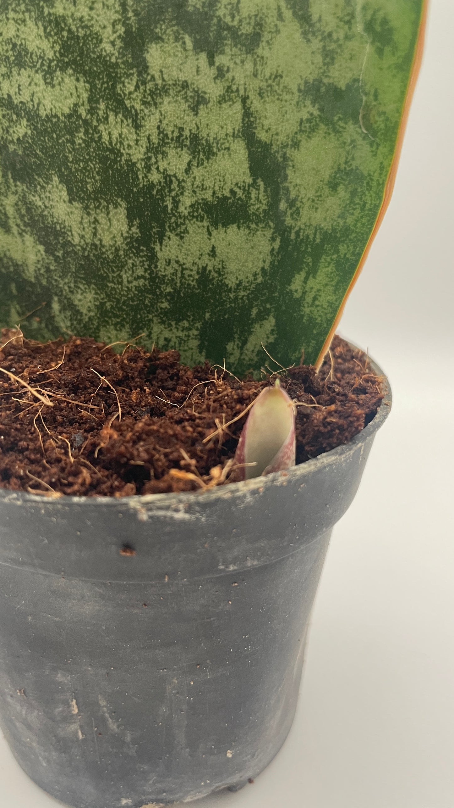Sansevieria Masoniana Whale Fin