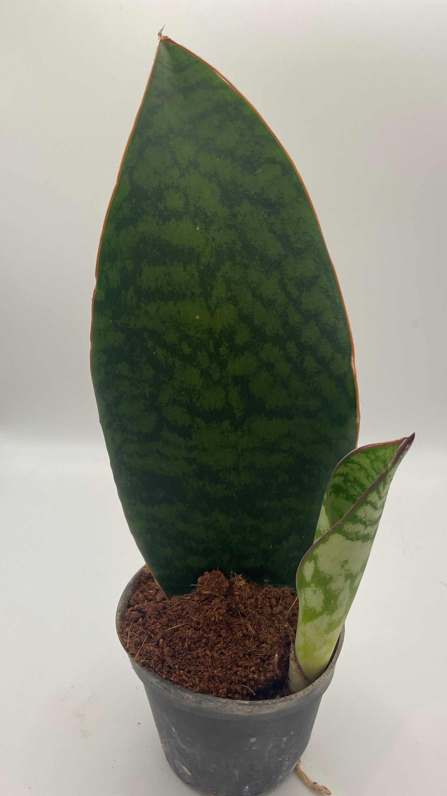Sansevieria Masoniana Whale Fin