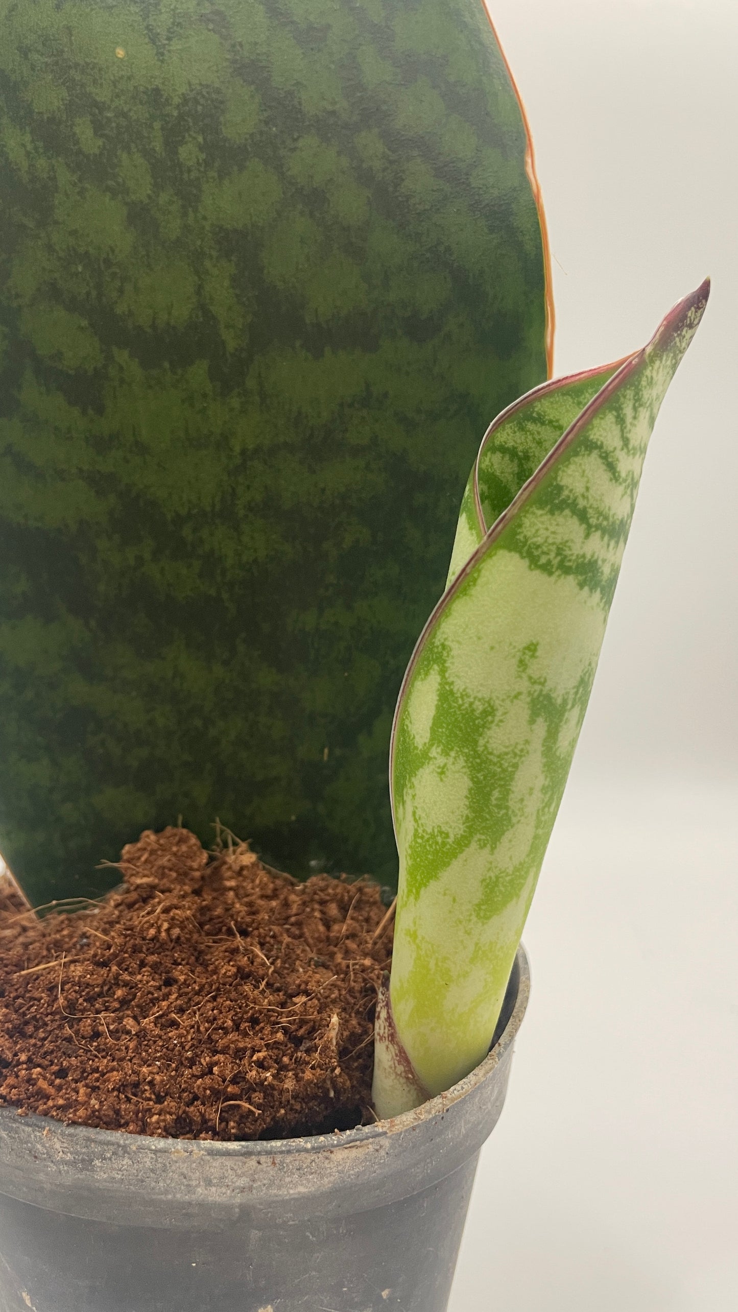 Sansevieria Masoniana Whale Fin