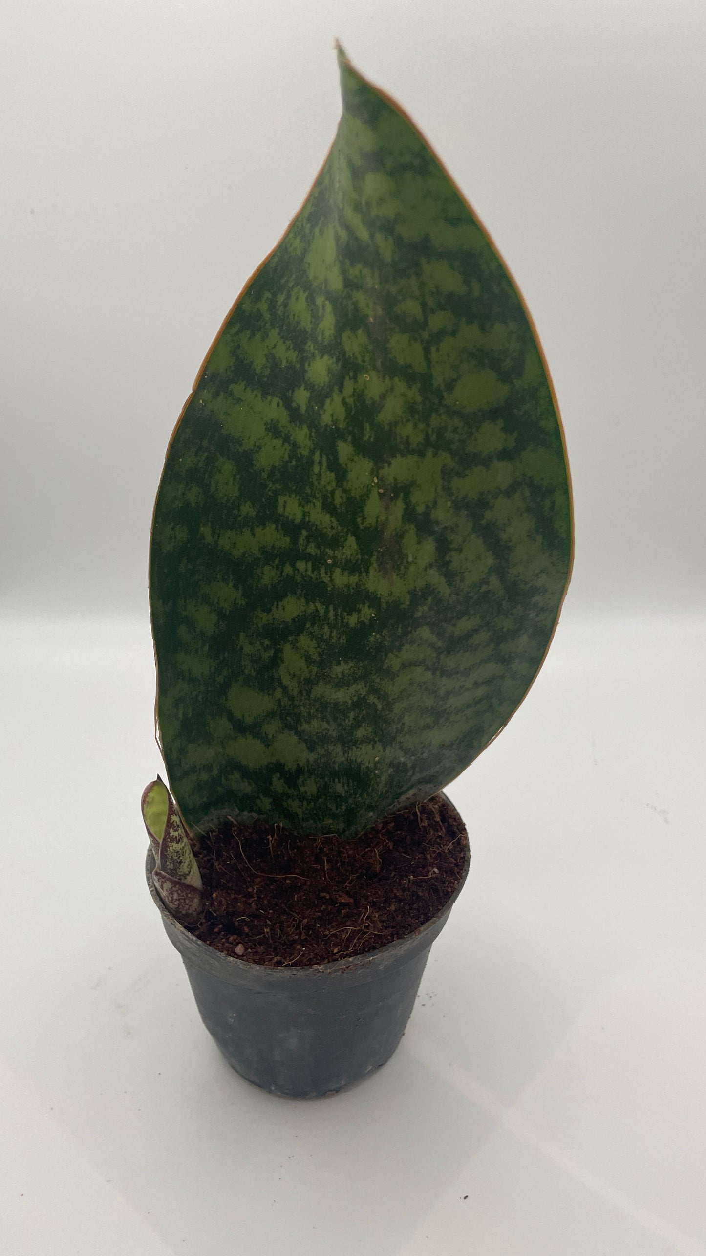 Sansevieria Masoniana Whale Fin