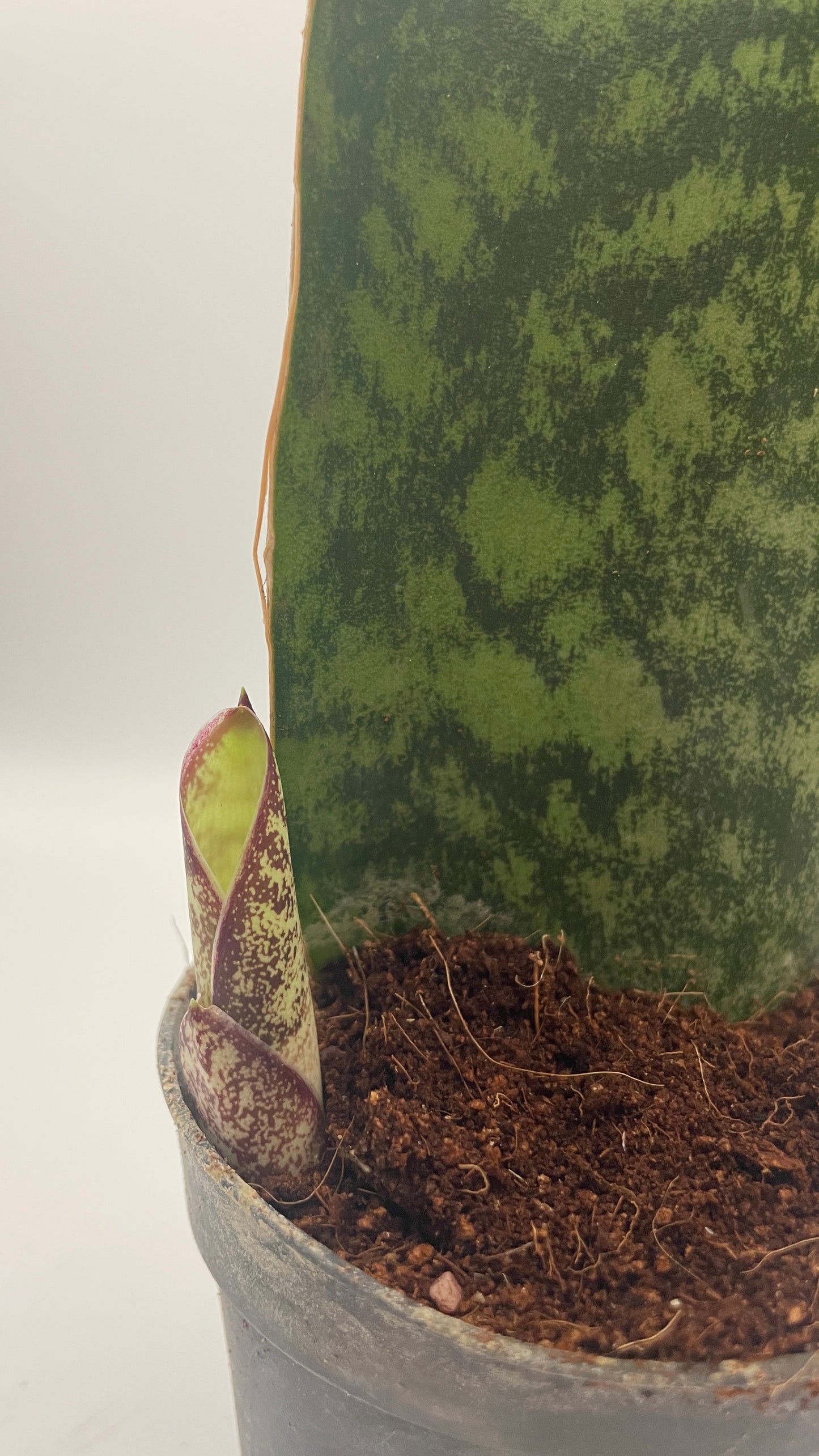 Sansevieria Masoniana Whale Fin