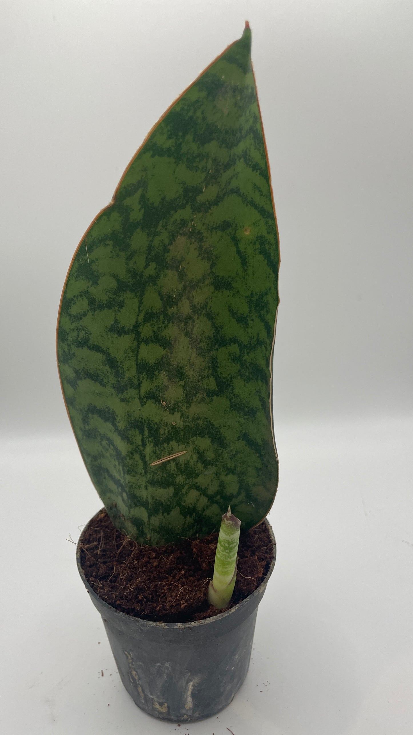 Sansevieria Masoniana Whale Fin