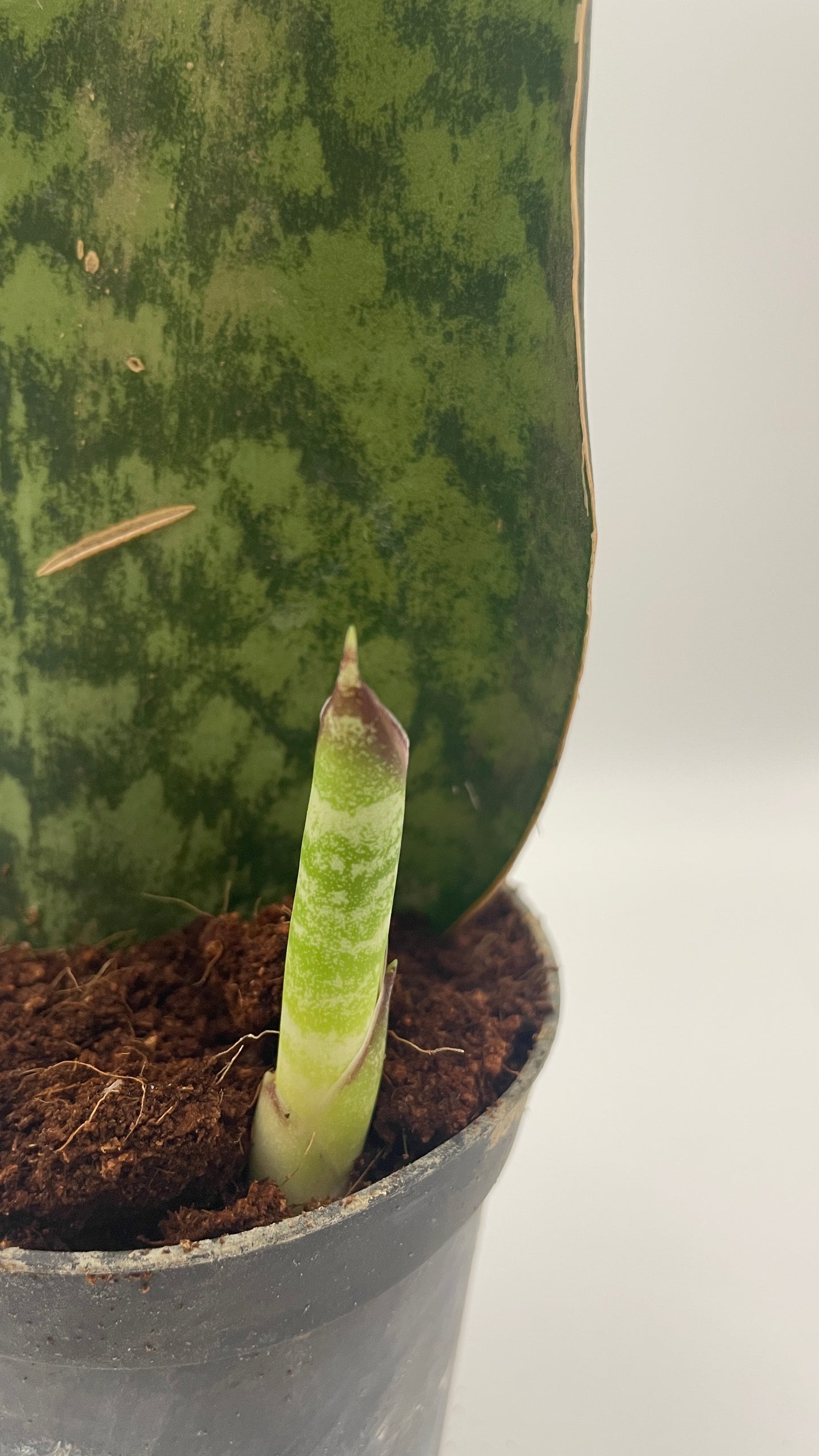 Sansevieria Masoniana Whale Fin