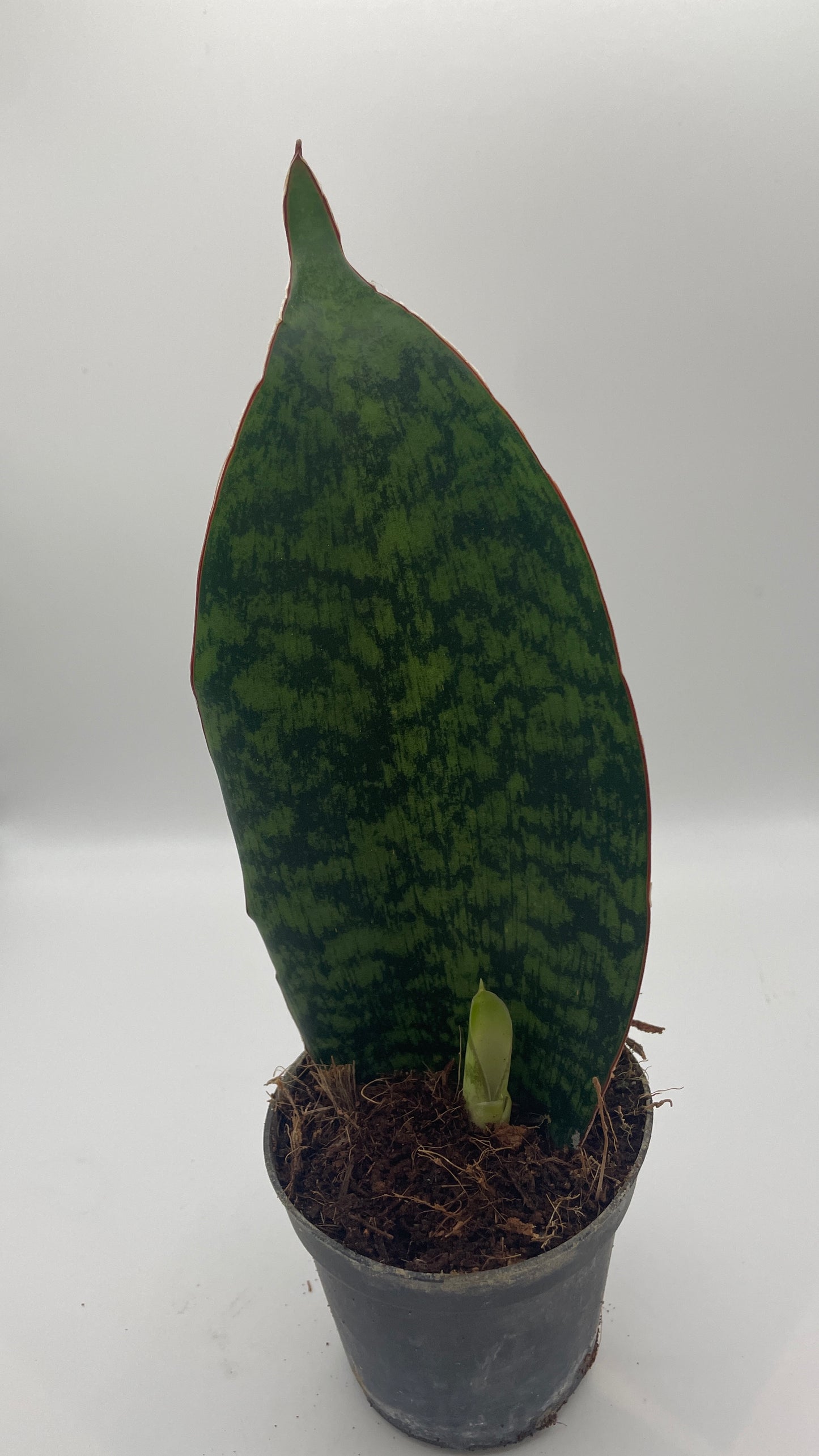 Sansevieria Masoniana Whale Fin